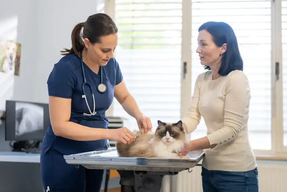 Tierarztpraxis, Tiermedizin, Beratung, Haustier, Tiergesundheit, Tierpflege, Tierversorgung.